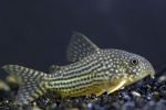 Коридорас штерба (corydoras sterbai)